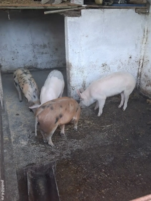 Vand grasunasi - imagine 2