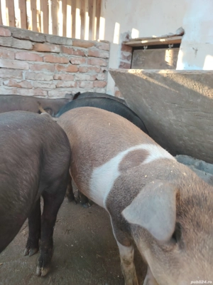 Purcei deosebiți vârstă 10 săptămâni cântăresc 35 - 40 kg preț 700 lei buc - imagine 4