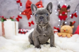 Bulldog Francez - blue cu ochii albastrii - posibilitate transport - buldog francez  - imagine 4