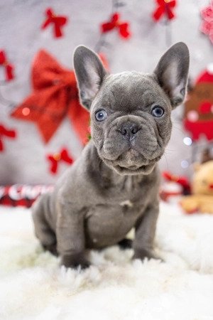 Bulldog Francez - blue cu ochii albastrii - posibilitate transport - buldog francez 