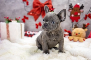 Bulldog Francez - blue cu ochii albastrii - posibilitate transport - buldog francez  - imagine 3