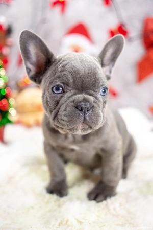 Bulldog Francez - blue cu ochii albastrii - posibilitate transport - buldog francez  - imagine 5