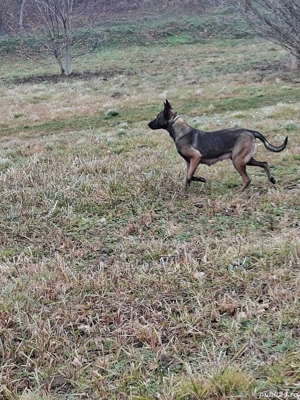 Ciobanesc belgian malinois 