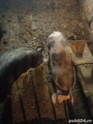 vand purcei  - imagine 3