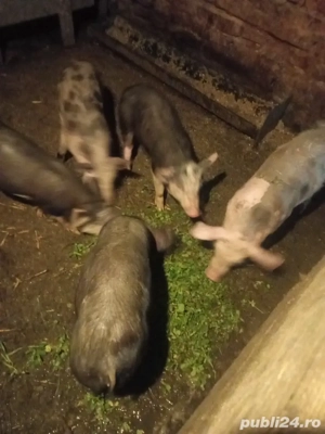 vand purcei  - imagine 3