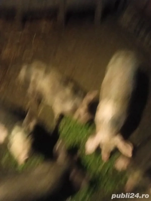 vand purcei  - imagine 2