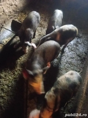 vand purcei  - imagine 5