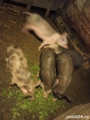 vand purcei  - imagine 4