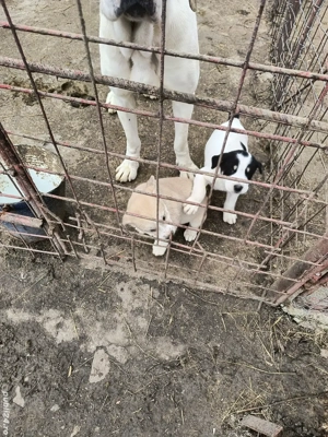 vand catelusa asia centrala 