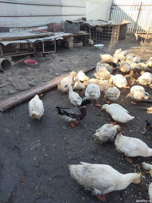  rațe de vânzare  - imagine 2