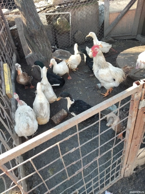  rațe de vânzare  - imagine 4