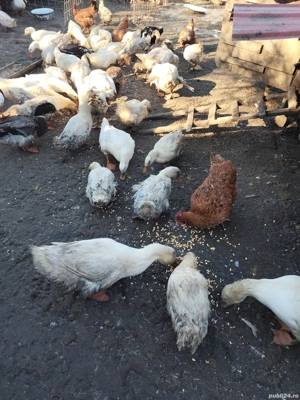  rațe de vânzare  - imagine 3