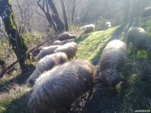 Vând oi țurcană tinere - imagine 2