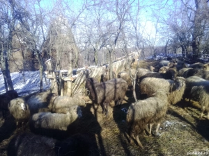 Vând oi țurcană tinere - imagine 3