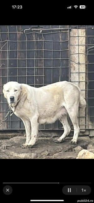 femelă asia centrală  - imagine 2