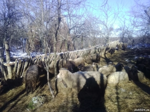 Vând oi țurcană tinere - imagine 4