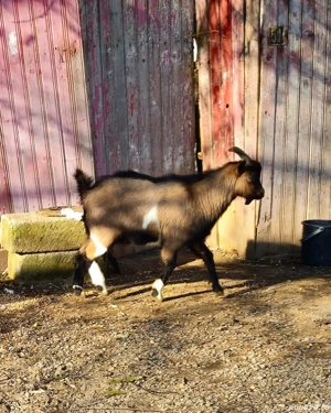 Țap de vânzare  - imagine 2