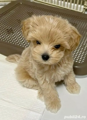 Puiuti Matipoo superbi - imagine 2