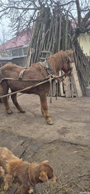 De vanzare - imagine 4