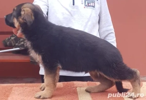 Vand catel Ciobanesc German - imagine 3