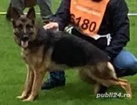 Vand catel Ciobanesc german - imagine 4