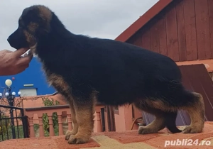 Vand catel Ciobanesc german - imagine 3