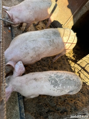 Vand purcei!! - imagine 5