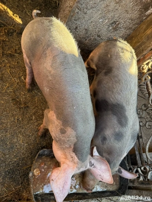 Vand purcei!! - imagine 3