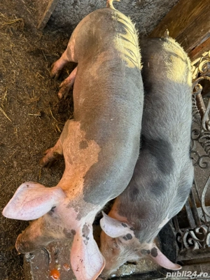 Vand purcei!! - imagine 2