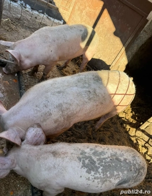 Purcei de vanzare !