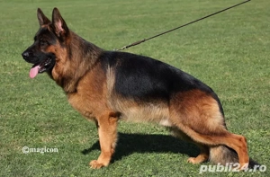 Vand catel Ciobanesc german - imagine 5