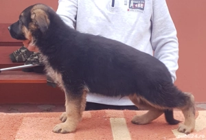 Vand catel Ciobanesc German - imagine 2