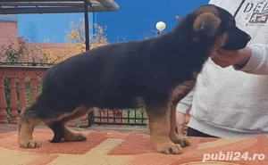 Vand catel Ciobanesc German - imagine 5