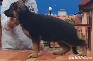 Vand catel Ciobanesc German - imagine 4