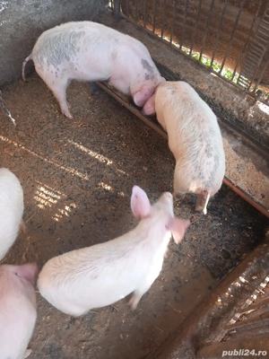Vând.       purcei.   De. 3  luni - imagine 4