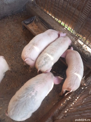 Vând.       purcei.   De. 3  luni - imagine 2