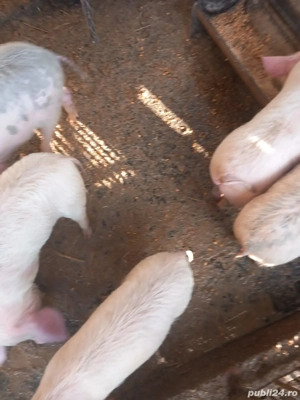 Vând.       purcei.   De. 3  luni - imagine 3