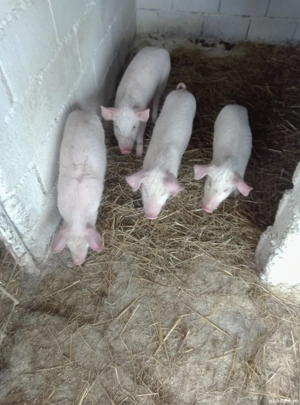 vond purcei  - imagine 2