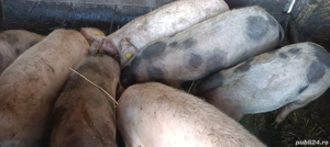 vand purcei  - imagine 3