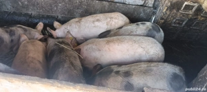 vand purcei  - imagine 2