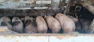 vand purcei  - imagine 4