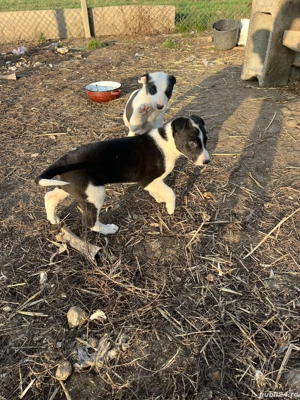 catei ogari - imagine 3