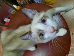 motanel de vânzare Oradea 