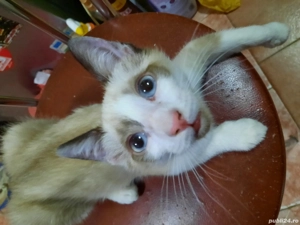 motanel de vânzare Oradea  - imagine 2