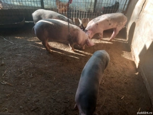 Purceii de vazare - imagine 3