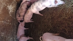 Grăsuți de vanzare 