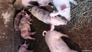 Grăsuți de vanzare  - imagine 2