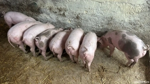 Purcei de carne  - imagine 4