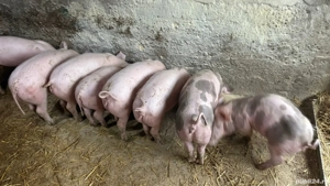 Purcei de carne  - imagine 3