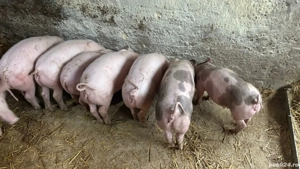 Purcei de carne  - imagine 2